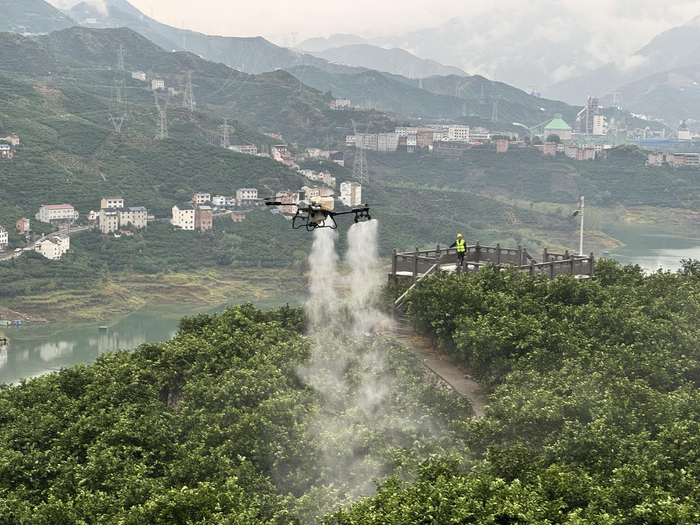 活力中国调研行 | 秭归：无人机飞进脐橙园，山地农业有了数字大脑